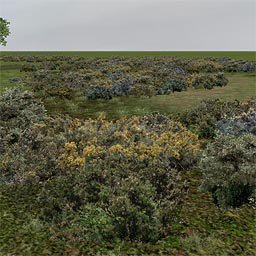 More information about "Bush Gorse"